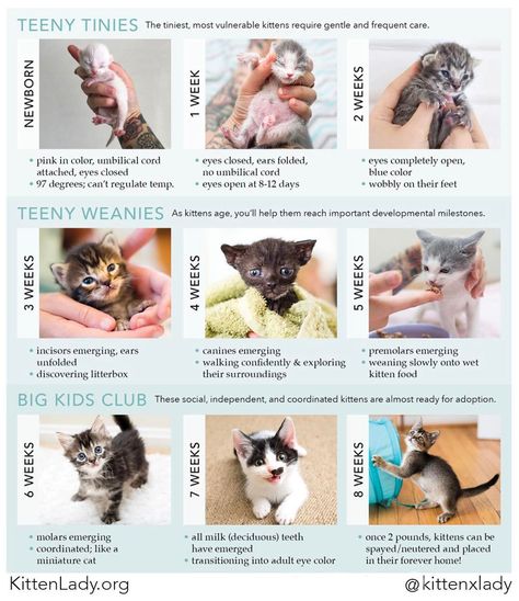 15 Extremely Helpful Cat Owner Cheatsheets For Anyone Considering Adopting A Cat Kitten Age Chart, Age Chat, Babies Videos, Raising Kittens, Pregnant Cat, Getting A Kitten, Babies Photography, Foster Cat, Newborn Kittens