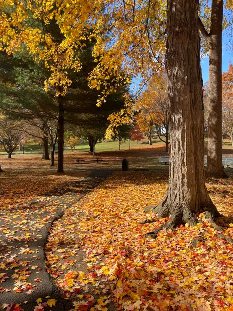 Crisp Fall Morning Aesthetic, Autumn Walks Aesthetic, Fall Walks Aesthetic, Fall Walk Aesthetic, Autumn Walk Aesthetic, Morning Walks Aesthetic, Fall Nature Walk, Midwest Fall, Fall Michigan