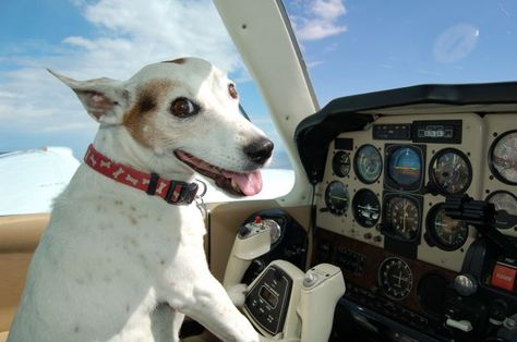 will fly for food Airplane Meme, Airplane Cockpit, Speculative Design, Aviation Humor, Very Nice Pic, Badass Aesthetic, General Aviation, Best Flights, Instagram My Story