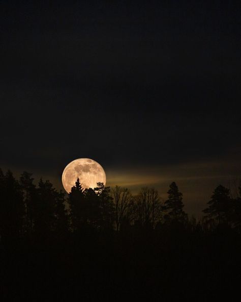 Forest Moon Aesthetic, Moon Forest Aesthetic, Moon In Forest, Forest Moonlight, Forest In The Night, Full Moon Aesthetic, Full Moon Forest, Night Sky Full Moon, Full Moon Pictures