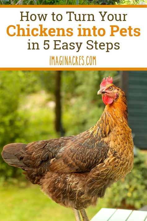 How to Turn Your Chickens into Pets in 5 Easy Steps: If you bought chickens for the fresh eggs and quickly found yourself pampering them more than your dog, this post is for you. Cinnamon Queen, Cheap Chicken Coops, Raising Turkeys, Urban Chicken Farming, Easy Chicken Coop, Fancy Chickens, Urban Chickens, Best Chicken Coop, Chicken Garden