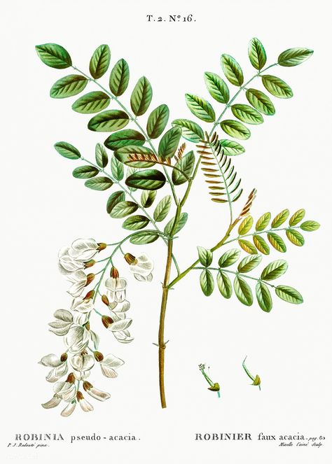 Black locust (Robinia pseudoacacia) from Traité des Arbres et Arbustes que l’on cultive en France en pleine terre (1801–1819) by Pierre-Joseph Redouté. Original from the New York Public Library. Digitally enhanced by rawpixel. | free image by rawpixel.com Plant Diagram, Robinia Pseudoacacia, Watercolor Procreate, Botanical Background, Elements Tattoo, Plant Fungus, Unique Trees, Tree Illustration, Rock Design