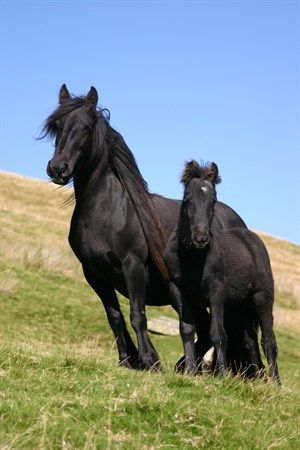 Fell Pony, Highland Pony, Friesian Horses, Pony Breeds, Shetland Pony, Black Horses, Pony Horse, Most Beautiful Horses, Mini Horse