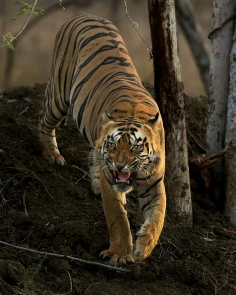 Tiger Walking Down, Tiger Climbing Down, Tiger Crawling, Tiger Fierce, Tiger Climbing, Tiger Stalking, Prowling Tiger, Jumping Tiger, Tiger Walking