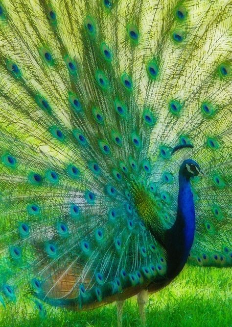 Peacock with Orton by Linda Sparks Avatar Challenge, Peacock And Peahen, Peacock Photos, Peacock Pictures, Purple Peacock, Peacock Bird, Colors Of The Rainbow, Photography Challenge, Super Cute Animals