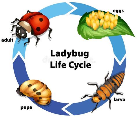 Ladybug Life Cycle Free Printable, Ladybug Anatomy, Life Cycle Of Insects, Bug Life Cycle, Life Cycle Of A Ladybug, Insects Activities, Ladybug Illustration, Ladybug Larvae, Insect Study