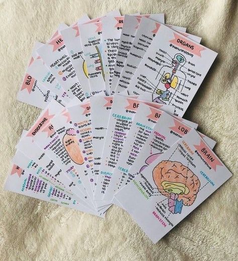 not my pic ☺ dm for credit Anatomy Flashcards, Studie Hacks, Studera Motivation, Bahasa Jepun, Materi Bahasa Jepang, Study Cards, Medical Student Study, College Notes, Study Flashcards