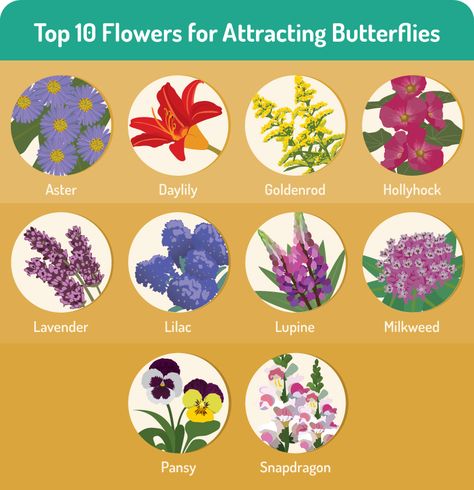 Gardening for Butterflies: Top Ten Plants for Attracting Butterflies Butterfly Nectar, Flowers For Butterflies, Flowers That Attract Butterflies, Attracting Butterflies, Butterfly Garden Plants, Plants That Attract Butterflies, Funny Vine, Butterfly Garden Design, 10 Flowers