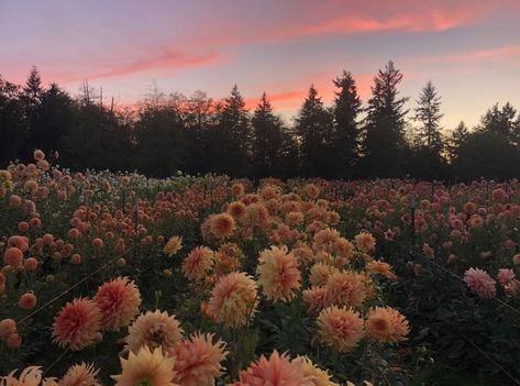 𝘼𝙧𝙩𝙞𝙣𝙙𝙚𝙩𝙖𝙞𝙡𝙨 on Twitter: "sunset view. https://t.co/hiBlsBH5Ql" / Twitter Aesthetic Nature Photography, Fleur Aesthetic, Sunset View, Garden Park, Aesthetic Nature, Dahlia Flower, Sunset Views, Flower Field, Flower Wallpaper