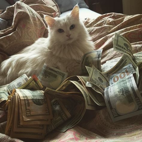 catscenter:    my love aint free #cashcats @sweetteawlemon by cashcats  baddcats.com baddcats cats cat kittens kitten kitty Cat With Money, Rich Cat, Savage Animals, Cat Money, Cat Pfps, Funny Dog Faces, Money Cat, Cats And Kittens Cute, Mean Cat