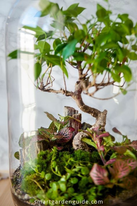 Best closed terrarium plants. These 14 great small indoor plants will look great and thrive in your terrarium. Small Closed Terrarium Ideas, Large Terrarium Ideas, Terrarium Open, Plant Decorating Ideas, Plant Space, Flowers In A Jar, Closed Terrarium Plants, Terrarium Design, Make A Terrarium