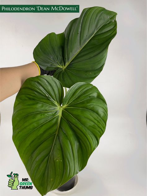 Philodendron 'Dean McDowell' #philodendronmcdowell #philodendrondeanmcdowell #aroidaddicts #rareplants Amazing Plants, Dean, Plant Leaves, Plants