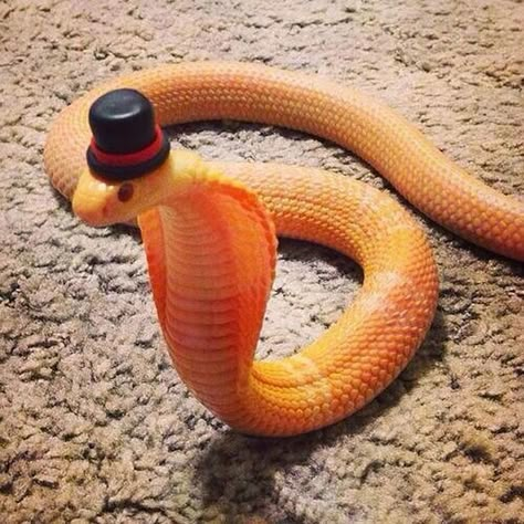 Snakes In Hats, Animals With Hats, Snakes With Hats, Cute Snakes, Pretty Snakes, Pet Snake, Beautiful Snakes, Cute Reptiles, Sanders Sides