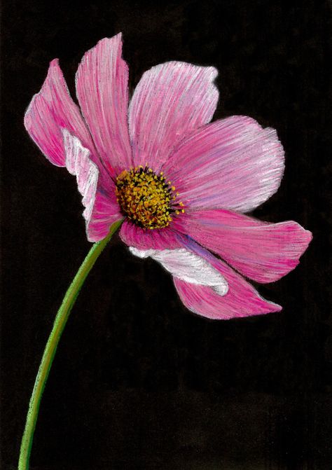 Cosmos Acrylic Painting, Cosmos Flowers Painting Acrylic, Chalk Pastel Flowers, Flower Chalk Art, Single Flower Painting, Pastel Flowers Art, Painting Cosmos, Cosmos Painting, Pencil Drawings Of Flowers