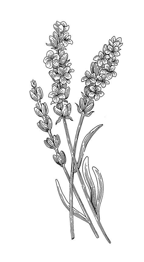 Lilac Drawing, Engraving Tattoo, Lavender Tattoo, Flower Art Drawing, Botanical Tattoo, Flower Sketches, Plant Drawing, Botanical Drawings, Coloring Book Art