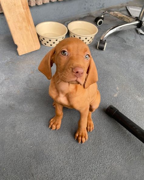 Babies And Dogs, V Dog, Vizsla Dog, Vizsla Dogs, Vizsla Puppy, Vizsla Puppies, Cutest Dogs, Dream Dog