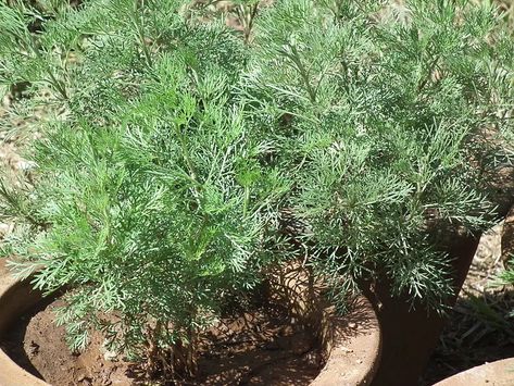 Wormwood Benefits, Sweet Wormwood, Wormwood Plant, Artemisia Annua, David Wolfe, Healing Foods, Chinese Herbs, Herbaceous Perennials, Healing Food