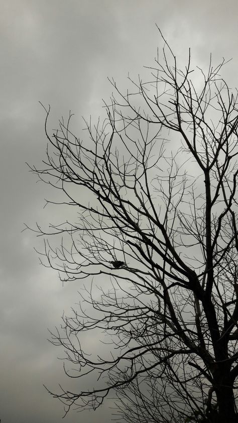 Leafless Tree, Tree Wallpaper Iphone, Poison Tree, Classy Wallpaper, Grid Wallpaper, Gray Tree, Dark Red Wallpaper, Beautiful Profile Pictures, Retro Wallpaper Iphone