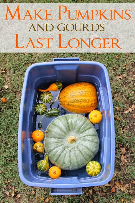 Preserving Pumpkins, Fall Gourds, Pumpkins And Gourds, Fall Pumpkin Crafts, Large Pumpkins, Cinderella Pumpkin, Fall Vignettes, Diy Home Projects, Decorative Gourds