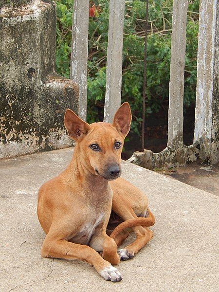 indian pariah dog Indian Street Dog, Indian Pariah Dog, Birds Reference, Figures Reference, Indian Dog, Retirement Goals, Dog Types, Best Perfume For Men, All Breeds Of Dogs