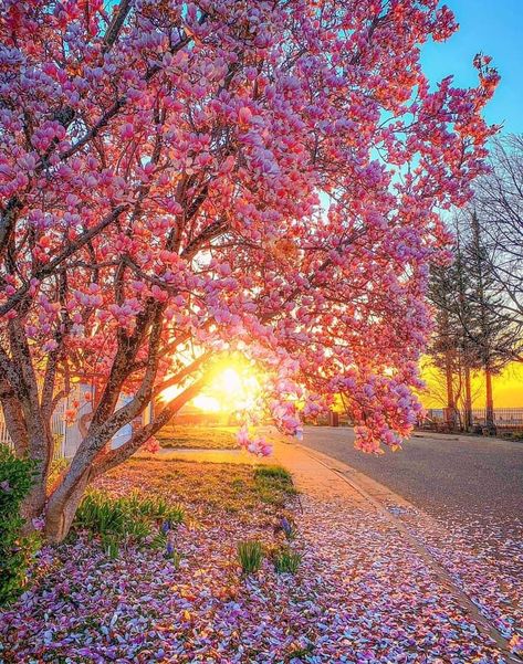 Picture Of Sunrise, Sunrise Spring, Good Morning New, Spring Pictures, Scenery Background, Pretty Landscapes, Spring Wallpaper, Pink Trees, Good Morning Picture