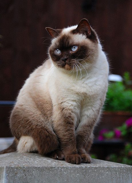 Colourpoint British Shorthair Color Point Shorthair Cat, Colorpoint Shorthair Cat, Colorpoint Shorthair, British Short Hair, Himalayan Cat, Shorthair Cat, American Shorthair, British Shorthair Cats, Gorgeous Cats