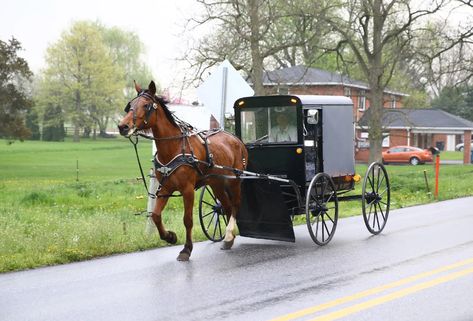 An Amish horse and a buggy are seen on the road in Central Pennsylvania, United States on April 30, 2017. Amish Pie, Holmes County Ohio, Amish Lifestyle, Amish Living, Amish Culture, Amish Life, Lancaster County Pa, Horse Harness, Amish Community