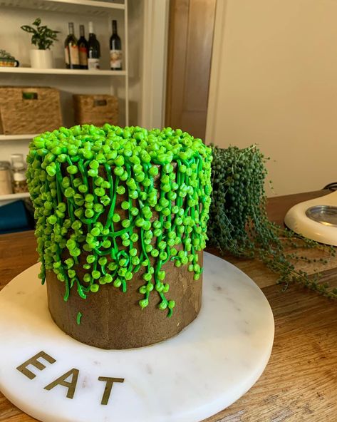 String of pearls cake Plant Themed Cake Simple, Plant Lover Cake Design, Plant Theme Cake, Plant Cake Design Birthday, Plant Themed Cake, Pearl 16th Birthday Spongebob Cake, Birthday Cake Plants Theme, Plant Cakes Ideas, 20th Cake