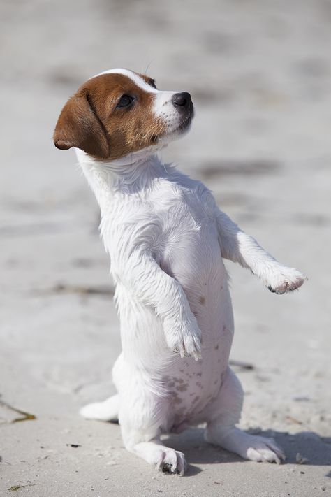 Chien Jack Russel, Jack Russell Puppy, Mixed Dog Breeds, Jack Russell Terriers, Jack Russell Terrier Puppies, Animals Tattoo, Jack Russell Puppies, Puppies Cute, Jack Russell Dogs