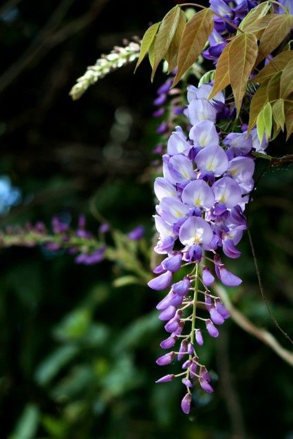 Chinese Wisteria, Wisteria Sinensis, Wisteria Flower, Funchal Madeira, Garden Walls, Green Park, Funchal, Wisteria, Leg Tattoos