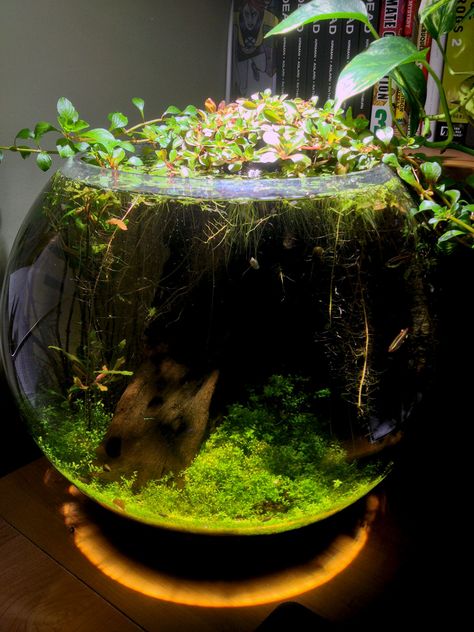 Great jarrarium, breakdown of plants + supplies here: http://www.reddit.com/r/Aquariums/comments/1fyr0p/my_home_office_bowl_dirt_planted_and_low_tech/ Water Terrarium, Aquarium Garden, Taman Air, Indoor Water Garden, Nano Aquarium, Aquascape Aquarium, Betta Fish Tank, Plant Supplies, Aquarium Design