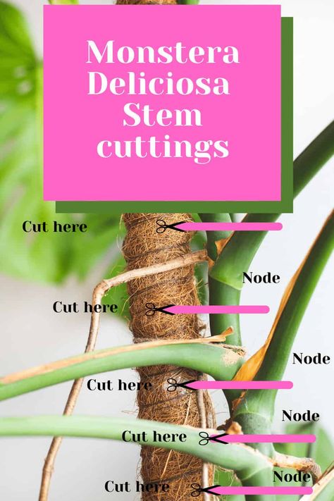 Propagating Monstera Deliciosa, Propagate Monstera Deliciosa, Propagating Monstera, Monstera Propagation, Monstera Deliciosa Care, Water Plants Indoor, Deliciosa Plant, Monstera Plant Care, Plant Mama