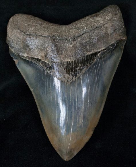 megalodon tooth Teeth Aesthetic, Shark Facts, Star Wars Padme, Fossil Hunting, Megalodon Shark, Rocks And Fossils, Megalodon Tooth, Stone World, Shark Tattoos