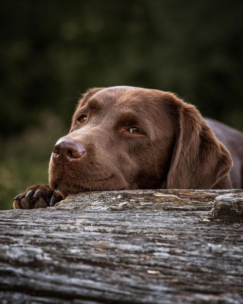 Brown Labrador, Kitty Kisses, Puppy Breath, Chocolate Labrador Retriever, Dog Heaven, Lab Dogs, Chocolate Labrador, Chocolate Lab, Labrador Puppy