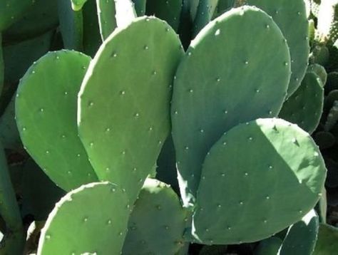 Amazon.com : 4 Spineless Prickly Pear Cactus Cuttings - No Thorns or Stickers : Garden & Outdoor Spineless Cactus, Yard Planning, Kaktus Dan Sukulen, Opuntia Cactus, Tortoise Habitat, Marble Falls, Cactus Types, Pear Cactus, Prickly Pear Cactus