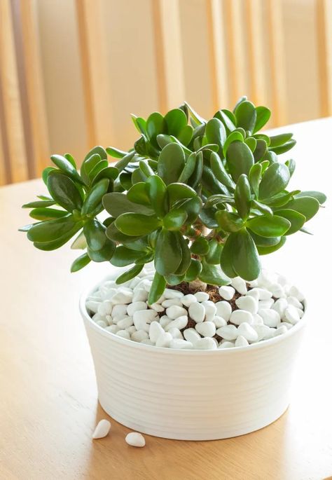 Indoor low light plants – 10 ways to add greenery to dark rooms | Feng Shui Garden Design, Feng Shui Garden, Feng Shui Plants, Dark Rooms, Peacock Plant, Lucky Bamboo Plants, Low Light Indoor Plants, Lucky Plant, Growing Vines