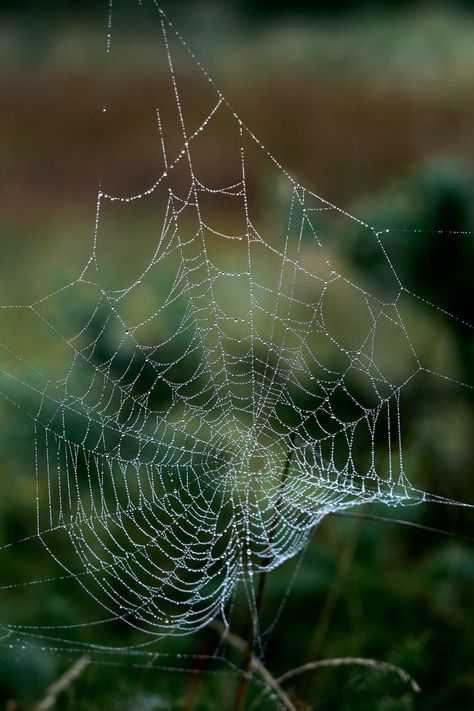 Spider Web Astethic, Real Spider Web, Spider Webs Aesthetic, Spider Web Aesthetic, Spiderweb Aesthetic, Spider Web Photography, Real Spiders, Spiders Web, Gothic Flowers