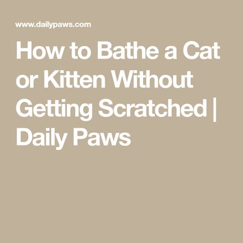 How to Bathe a Cat or Kitten Without Getting Scratched | Daily Paws How To Give A Cat A Bath, How To Bathe A Cat, Gastrointestinal Disease, Cat Shampoo, Cat Bath, Mini Spa, Older Cats, After Bath, Hairless Cat