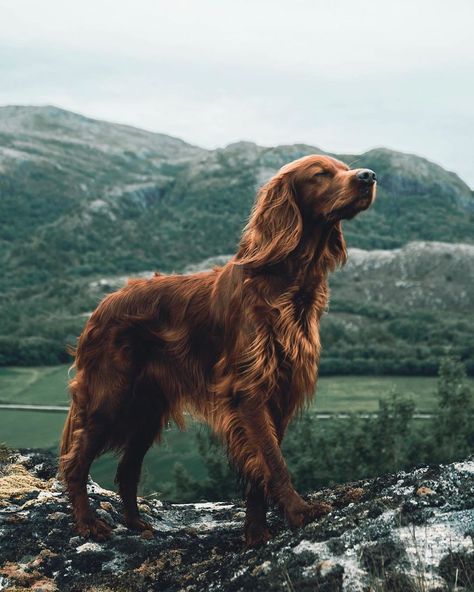 This Human And Dog Love Hiking Together In The Norwegian Wilderness, And Their Pics Are Absolutely Epic Dogs In Nature, Dog In Nature, Dog Nature, Irish Setter Dogs, Irish Setters, Photos With Dog, Beautiful Dog, Irish Setter, Summer Dog