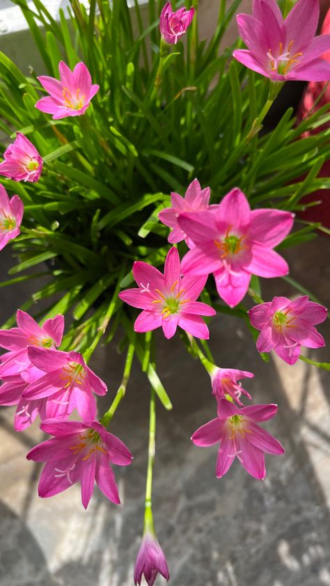 Pink Rain Lily Flower, Pink Rain Lily, Rain Lily Flower, Rain Lily, Pink Rain, Flowers Photography Wallpaper, Pink Garden, Best Poses For Pictures, Lotus Flowers