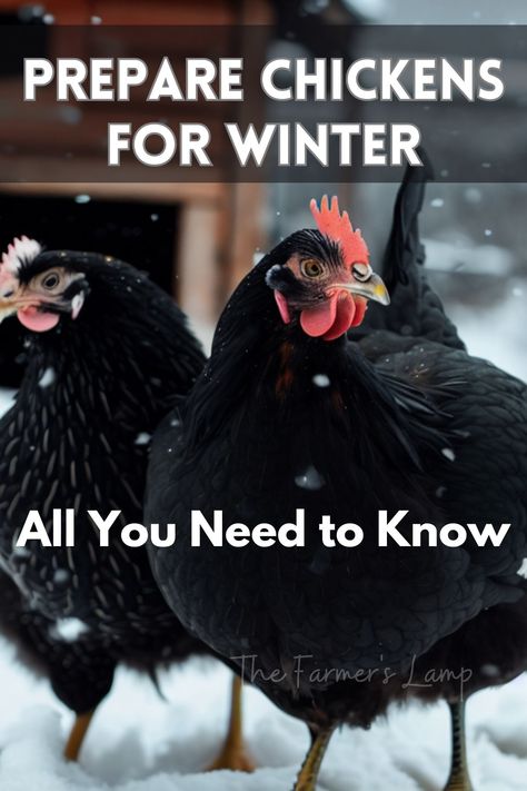 black chickens in the snow Help Chickens Lay Eggs, Chickens In The Winter, Raising Quail, Raising Ducks, Raising Farm Animals, Raising Chicks, Chicken Nesting Boxes, Backyard Chicken Farming, Raising Backyard Chickens