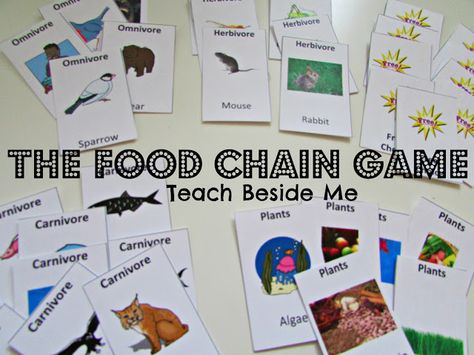 Free Printable Food Chain Game. (week 3)  May also be useful for Consumers (week 2). Food Chain Game, Science Food Chains, Free Science Printables, Food Chain Activities, Food Web Activities, Biology Ideas, Environmental Activities, Food Webs, Science Printables