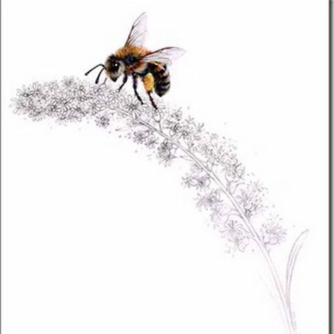 observations and inspirations from nature Honey Bee Tattoo, Bumble Bee Tattoo, Bee Artwork, Honey Label, Bee Drawing, Bee Painting, I Love Bees, Bees And Wasps, Birds And The Bees