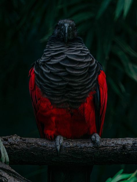 Dracula Parrot, Parrot Wallpaper, Bird Wings, Black Animals, Creature Concept, Dracula, Meme Pictures, Dark Fantasy, Front Page