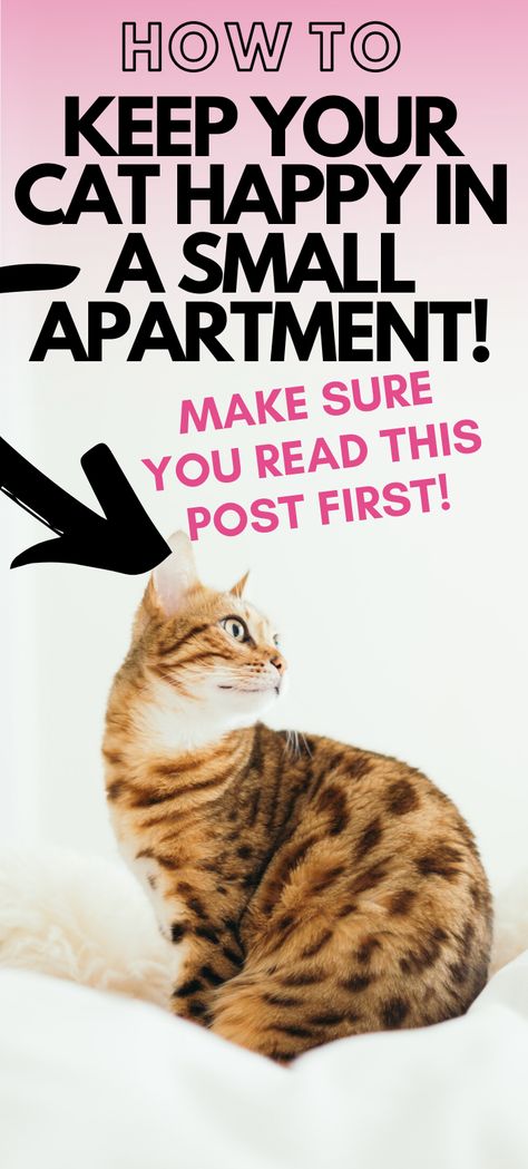 Small Apartment Cat, Cat Condo Diy, Training A Kitten, Feeding Kittens, Cat Apartment, Spoiled Cats, Cat Advice, Living With Cats, Cat Hacks