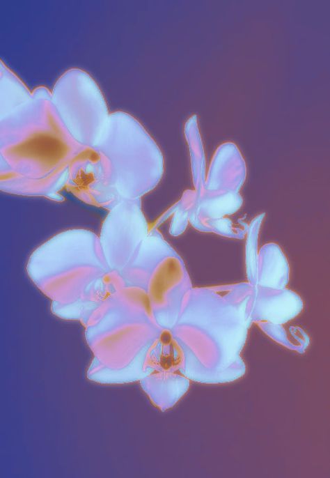 photo edit gradient map filter on photoshop Chromatic Aesthetic, Flower Editorial, Gradient Map, Gradient Flower, Orchid Photo, Flower Graphic Design, Event Flyers, Painting Inspo, Flower Graphic