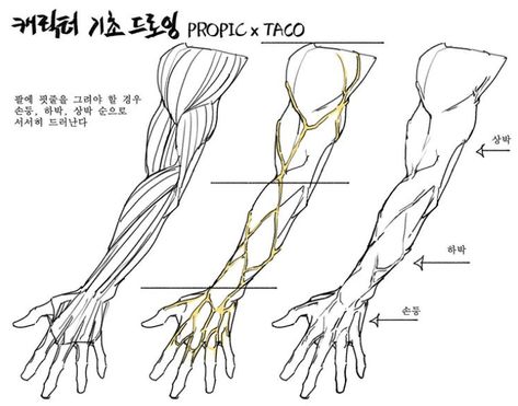 Taco Drawing, Arm Anatomy, Arm Drawing, Character Profiles, Anime Reference, Painting References, Anatomy Tutorial, Body Drawing Tutorial, Human Anatomy Drawing