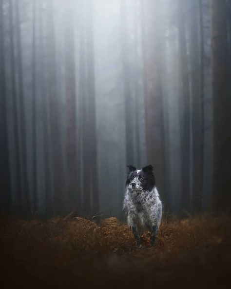 Anne on Instagram: “The magic of a foggy forest ❤️ . #dogphotography #dogportrait #dogphoto #dogumented #bestwoof #dog #hundefotografie #hubs_united…” Painting Foggy Forest, Dog In Forest, Dog Photography Forest, Foggy Forest Framed, Creepy Misty Forest, Foggy Forest, Misty Forest, Dog Photography, Dog Photos