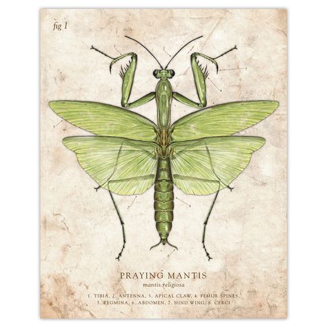 Praying Mantis Illustration, Mantis Illustration, Mantis Tattoo, Insect Anatomy, Orchid Mantis, Bug Tattoo, Illustration Styles, Cool Bugs, Bio Art