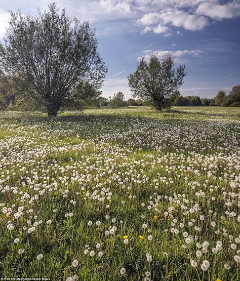 Dandelion Field Aesthetic, Field Of Dandelions, Dandelion Color, Dandelion Field, Wiltshire England, White Dandelion, Seed Heads, Dandelion Seed, Dandelion Flower